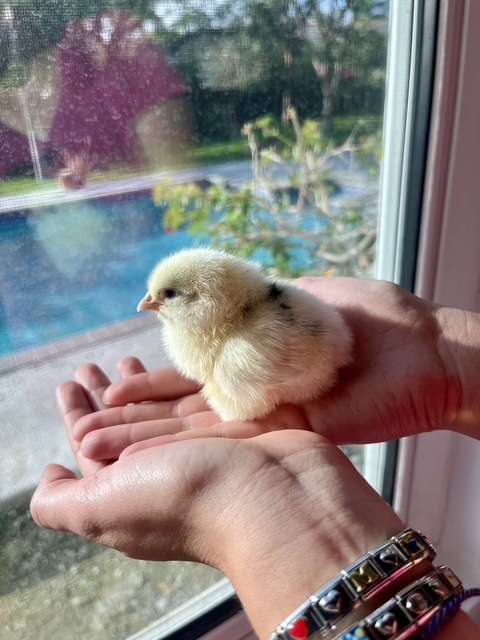 Sra. Anton recently received eight chicks from Missouri. 